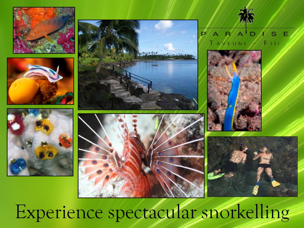 Experience spectacular snorkelling